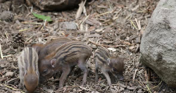 endangered small baby of Visayan warty pig