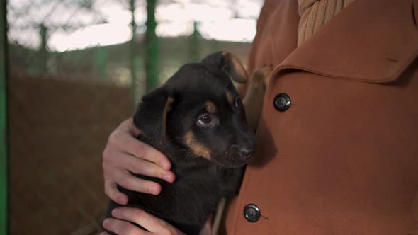 Homeless Puppy Being Adopted From Stray and Homeless Pets Shelter