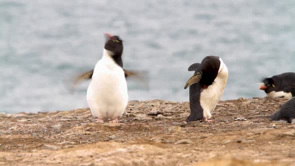 Rock Hopper Penguins Shot In The Falkland Islands