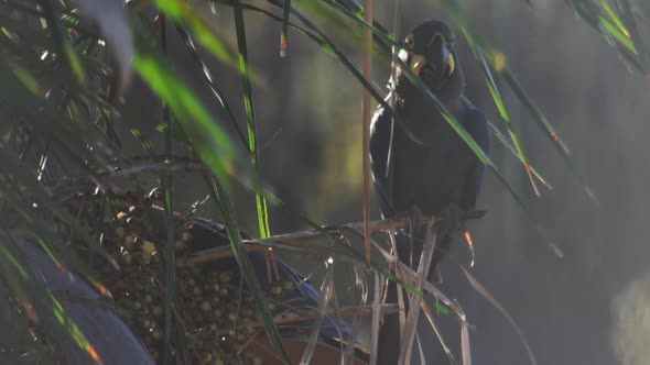 Lear's macaw on licuri palm eating and drinking from nuts