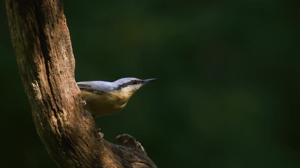 Eurasian Nuthatch sits on side of tree trunk before darting off