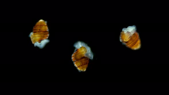 a Larva of a Sea Snail Under a Microscope, Called Veliger, Class Gastropoda, Phylum Mollusca