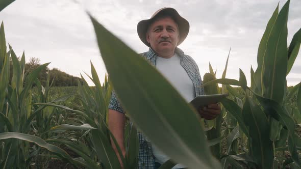 Adult Farmer Holds Tablet in the Corn Field and Examining Crops. Agronomist Examine Corn Plant in