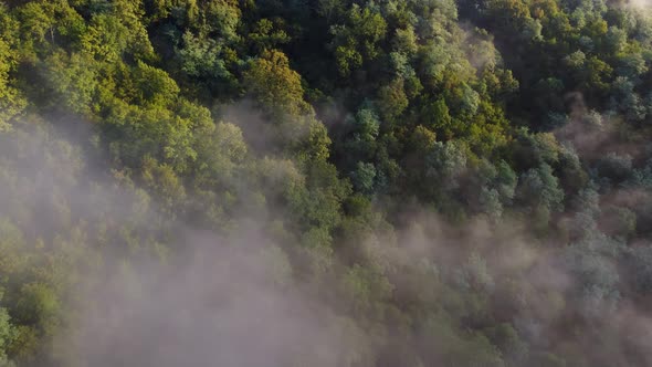 Fresh Air From Foggy Morning Mountain Forest