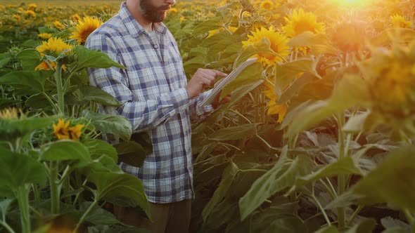 Agronomist Works in a Field of Sunflowers Uses a Digital Tablet