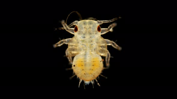 the Larva Is Under a Microscope, the Stage of a Nymph Is a Grass Flea of the Psyllidae Family