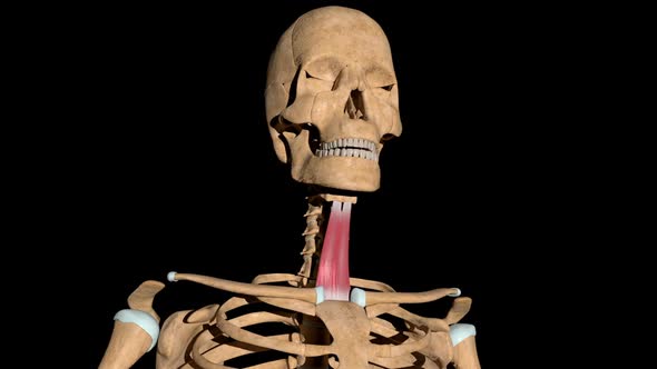 Sternohyoid Muscles On Skeleton