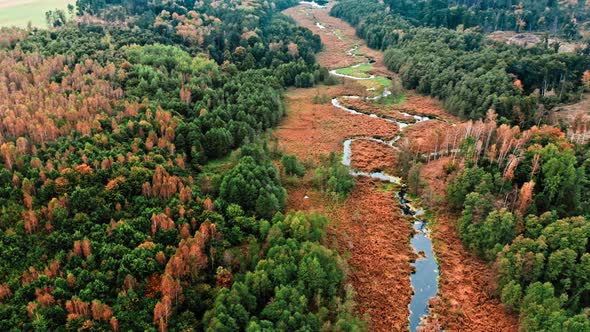 River and swamps. Aerial view of wildlife in Poland