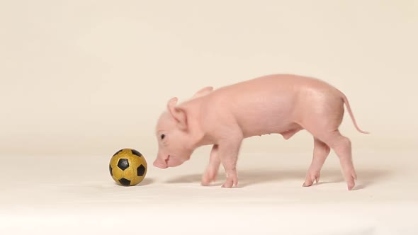 Piglet playing with football