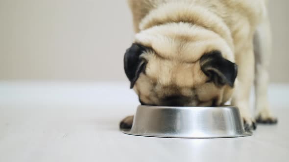 Close-up Pug Dog Eating From Bowl Slow Motion