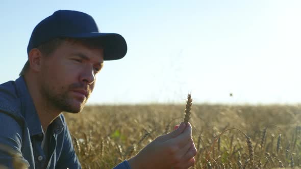 Farmer Businessman Inspects Wheat Field and Examines an Ear of Wheat at Sunrise