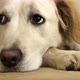 Golden Retriever looks with sad eyes - VideoHive Item for Sale