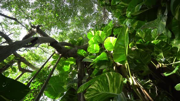 Panning look up green forest tree