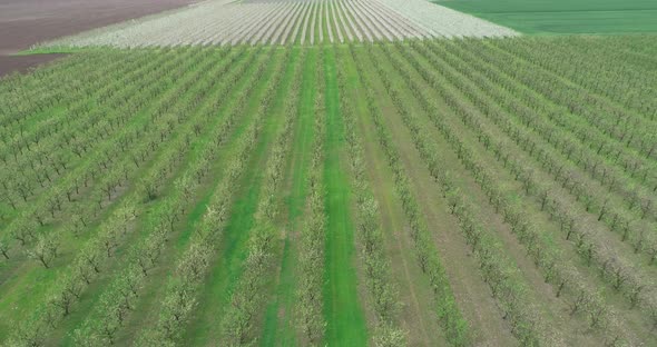 Aerial view of apple plantation. Flying over apple fruit trees.