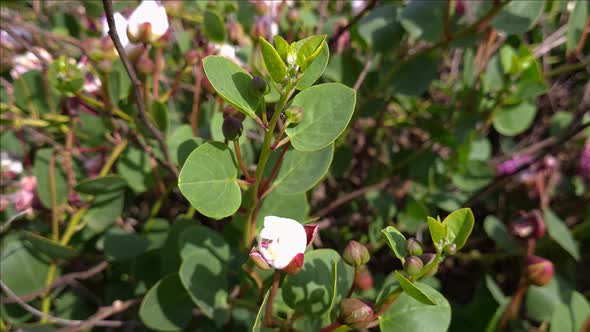 Caper branch with buds and flowers on a plant close up