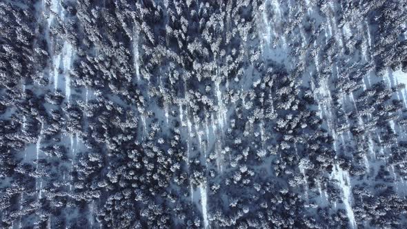 Snowed forest aerial view from drone