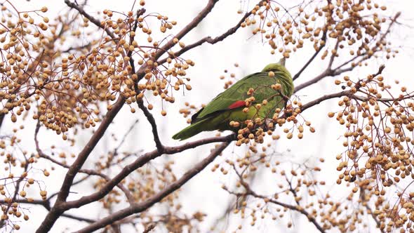 A beautiful Turquoise-fronted amazon parrot eating the fruit of a chinaberry tree