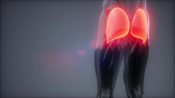 Gluteus Maximus - Leg Muscles Anatomy Animation