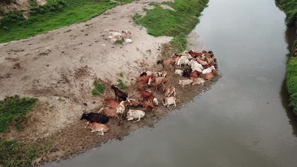 Group of cows stay beside the sand near river at Penang