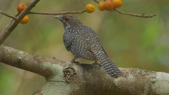 A Indian Koel Female sitting on a Fig Tree with orange Figs trying to find out which is the ripe one