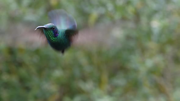 Hummingbird Flying, Costa Rica Birds and Wildlife, Lesser Violetear Hummingbird in Flight in Rainfor