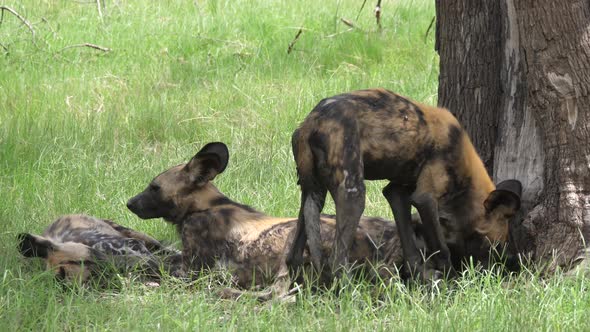 Pack of African wild dogs around a tree