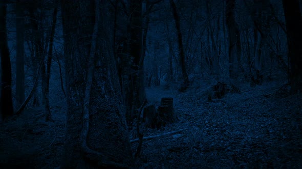 Forest Path At Night Moving Shot