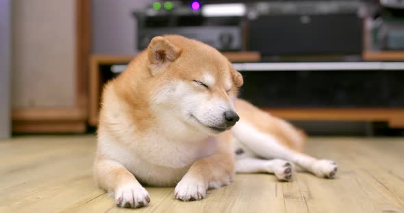 Shiba Inu