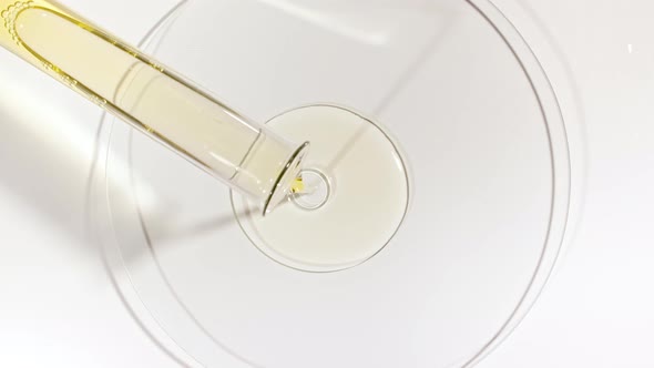 Transparent Yellow Fluid Oil From a Test Tube is Poured Into Petri Dishes alt