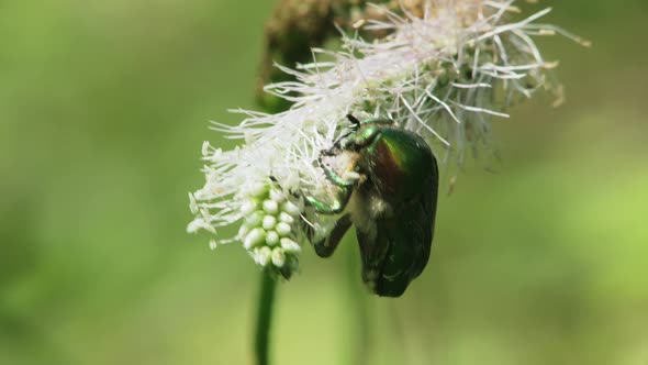 Rose Chafer Beetle In Wild