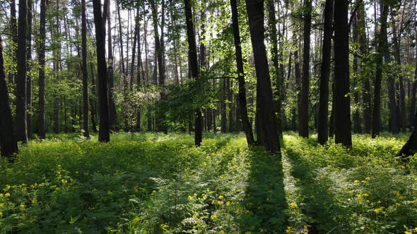 Summer Forest with Pine Trees Slow Motion