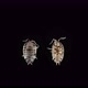 Isopoda Porcellio Laevis Family Porcellionidae Is a Cosmopolitan Able To Move Quickly - VideoHive Item for Sale