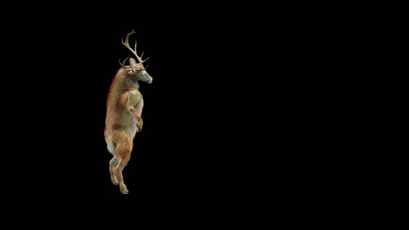 49 Deer Dancing HD