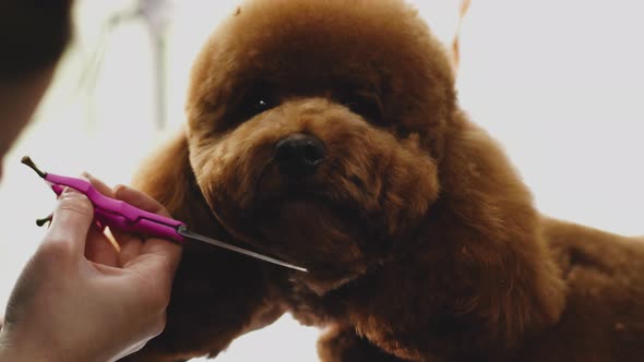 Haircut Dog's Head with Scissors