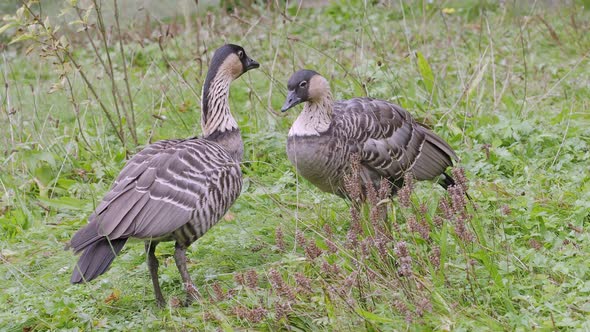 A pair of Nene gooses  also known Hawaiian Goose (Branta sandvicensis)