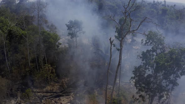 The Amazon rain forest smolders and smokes after a devastating wildfire destroys the habitat - tilt