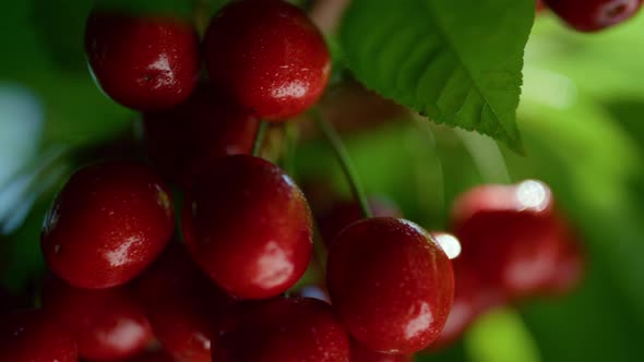 Wet Cherry Berry Branch Ready Harvest Closeup