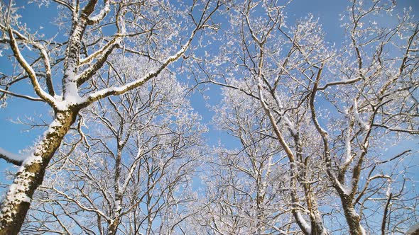 Spectacular winter scene looking up at top of dormant trees covered with white snow against bright b