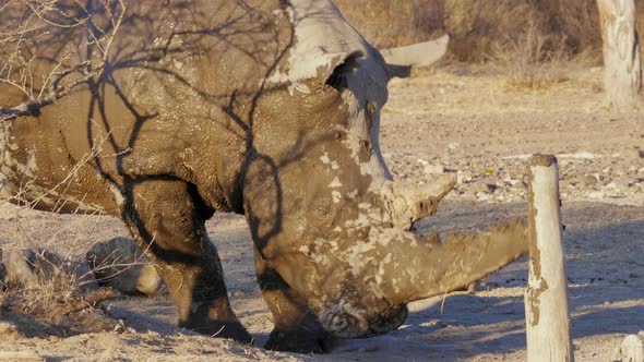 A White Rhino Sharpening Its Horn On The Stump Of Old Wood Stands On The Ground With The Afternoon L