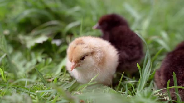 Cute Little Chickens Among the Green Grass