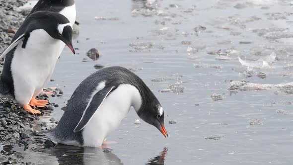 Gentoo Penguins on the Beach in Antarctica