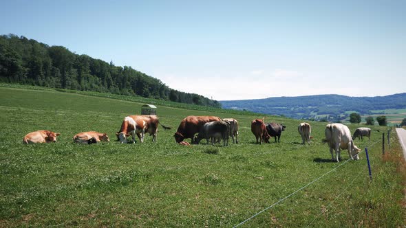 Cows grazing in green field