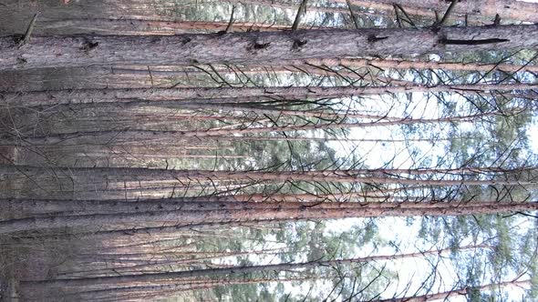 Vertical Video of Trees in a Pine Forest Slow Motion