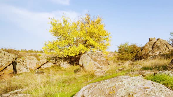 The Tree is Dressed Up in an Autumn Outfit