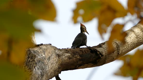 Underneath view of woodpecker destructive actions on tree with chips falling