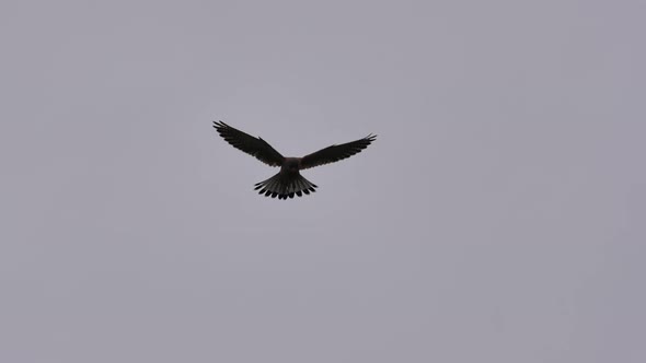 Common Kestrel Bird Hovers in Spot