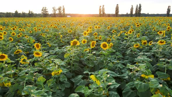 AERIAL view flowering sunflower field plant. Flight over sunflower field in sunset 4k