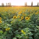 AERIAL view flowering sunflower field plant. Flight over sunflower field in sunset 4k - VideoHive Item for Sale
