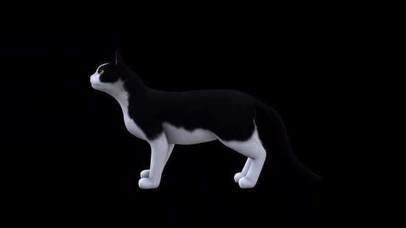 Black and White Cat Meow Side View alt