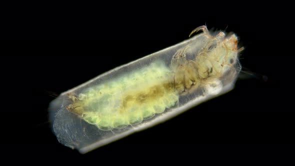 Trichoptera Larva Under a Microscope Family Hydroptilidae